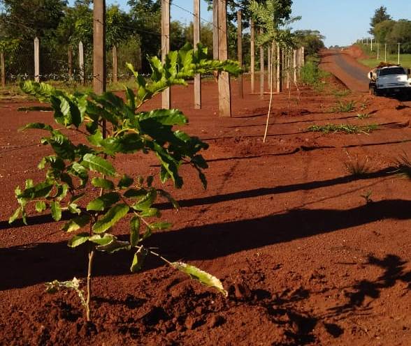 Plantaron otros 131 árboles en la ruta provincial N° 2