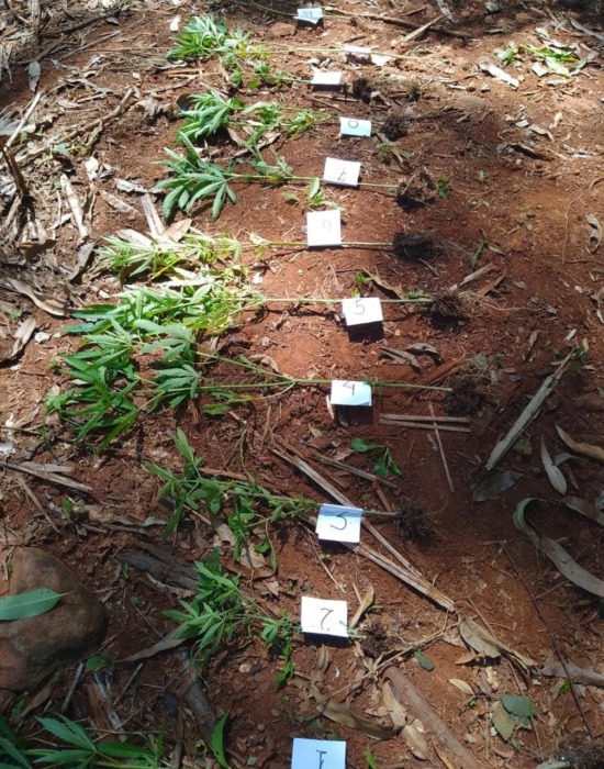 Incautaron plantines de marihuana, una escopeta y una jaula de cazadores furtivos 2 4 - Secuestro de elementos 1 - 3
