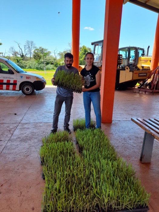 entrega de plantines 2 2 - 3