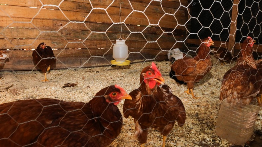Impulsan la cría de pollo como diversificación productiva en la provincia 