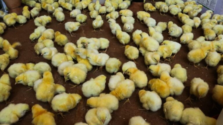 Impulsan la cría de pollo como diversificación productiva en la provincia 