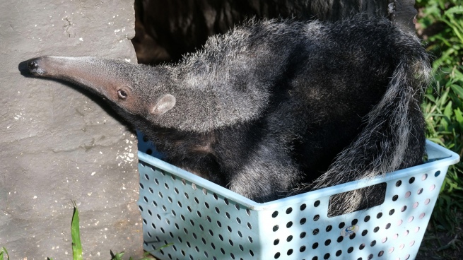 Después de haber estado extintos, 200 osos hormigueros viven libres en los Esteros del Iberá