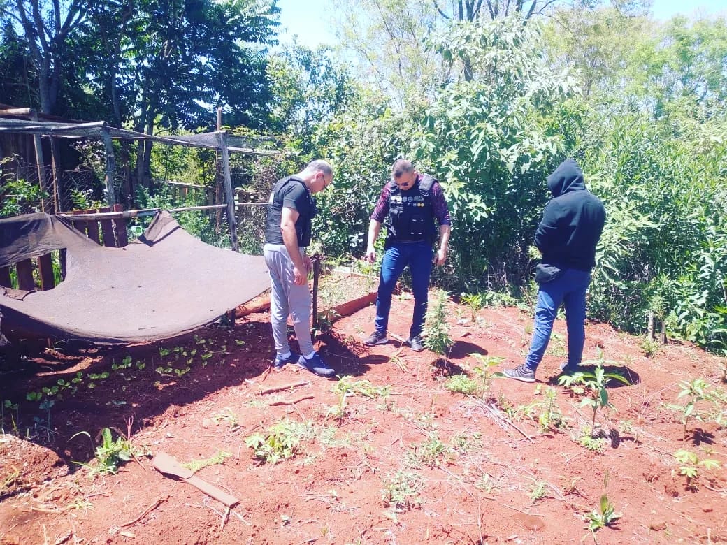 Concepción de la Sierra: secuestraron plantines de marihuana en una vivienda