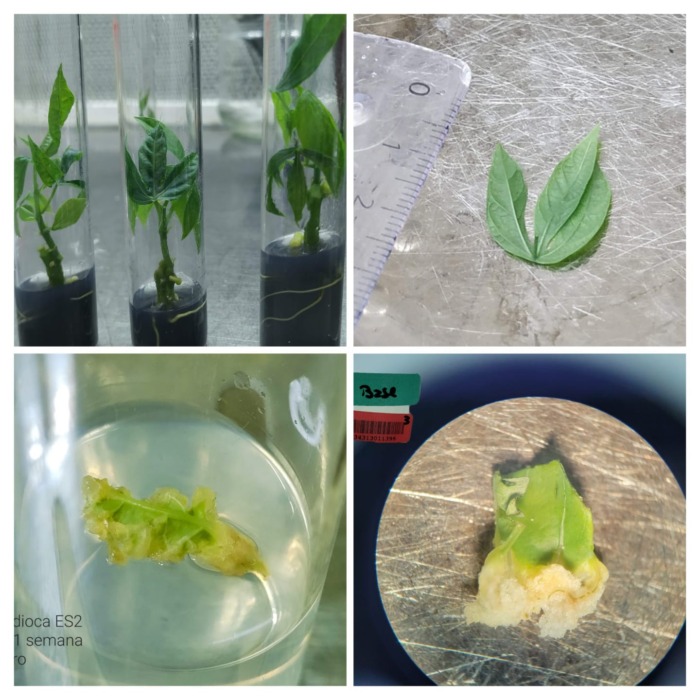 produccion de mandioca 1 - 1