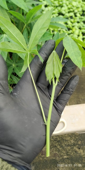 produccion de mandioca 2 - 3