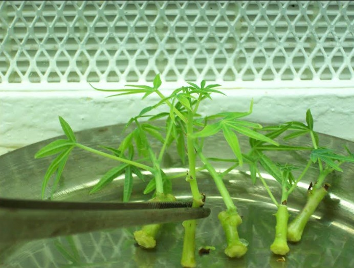 Producción de mandioca: la Biofábrica aplica tecnología para abastecer con plantines a productores 3 6 - produccion de mandioca 3 - 5