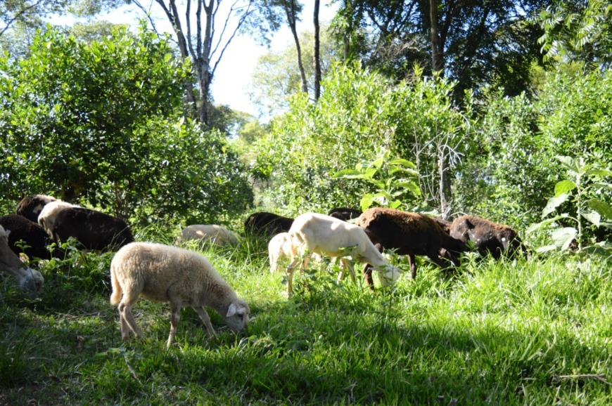 yerba y cuidado del medio ambiente