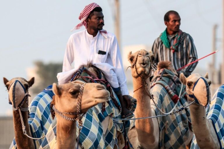 Virus del camello: podría haber brotes tras el Mundial de Qatar 2022