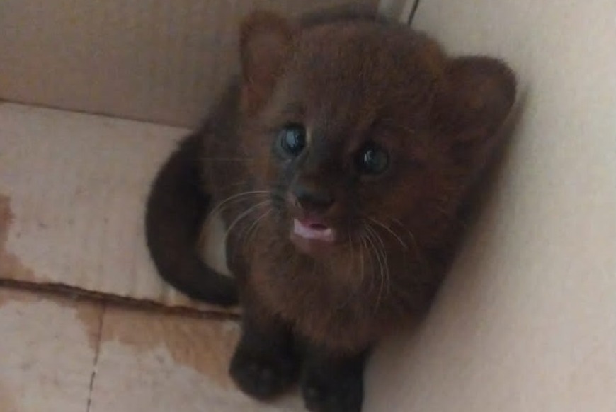 animales rescatados