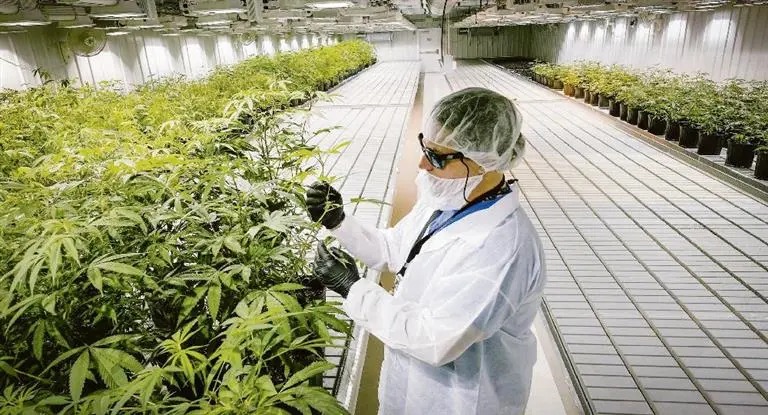 cannabis medicinal 2 - 1