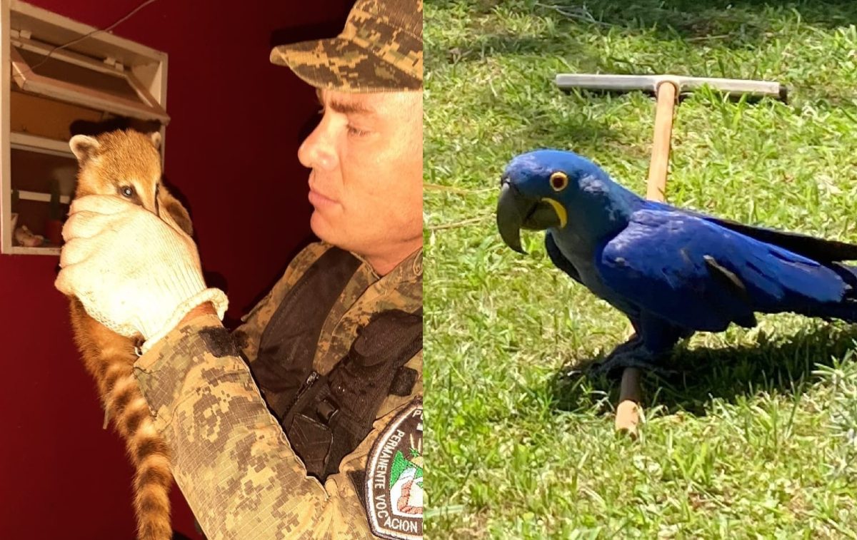 coati y guacamayo