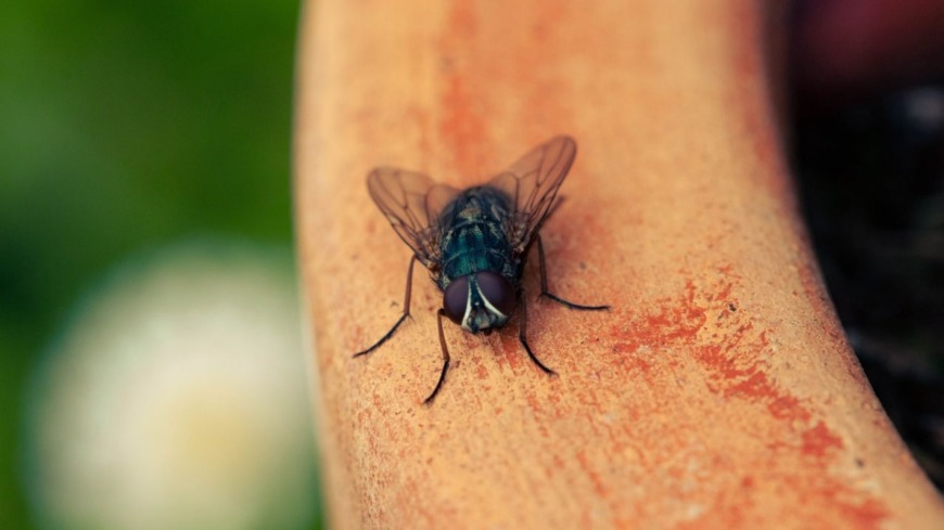 Siete trucos infalibles para eliminar las moscas