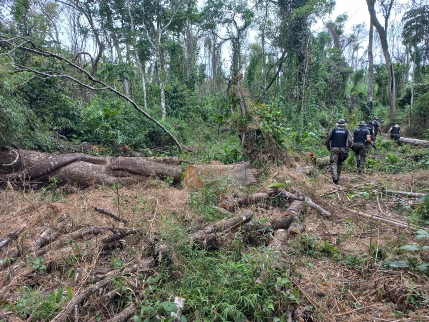 Frustraron el robo de madera nativa en un campo de San Pedro