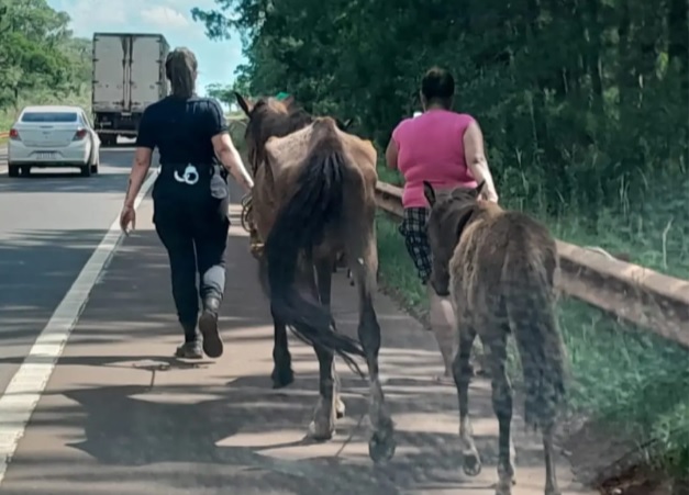 Maltrato animal: rescataron dos equinos y un potrillo abandonados sobre la ruta 14