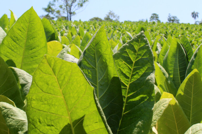 El miércoles 14 pagarán más de $97 millones a productores tabacaleros