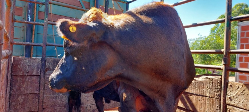Entregaron toros a productores para fortalecer las cuencas lecheras