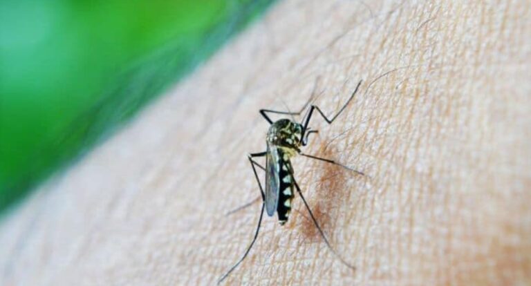 Región: Chaco confirmó un caso de chikungunya no autóctono