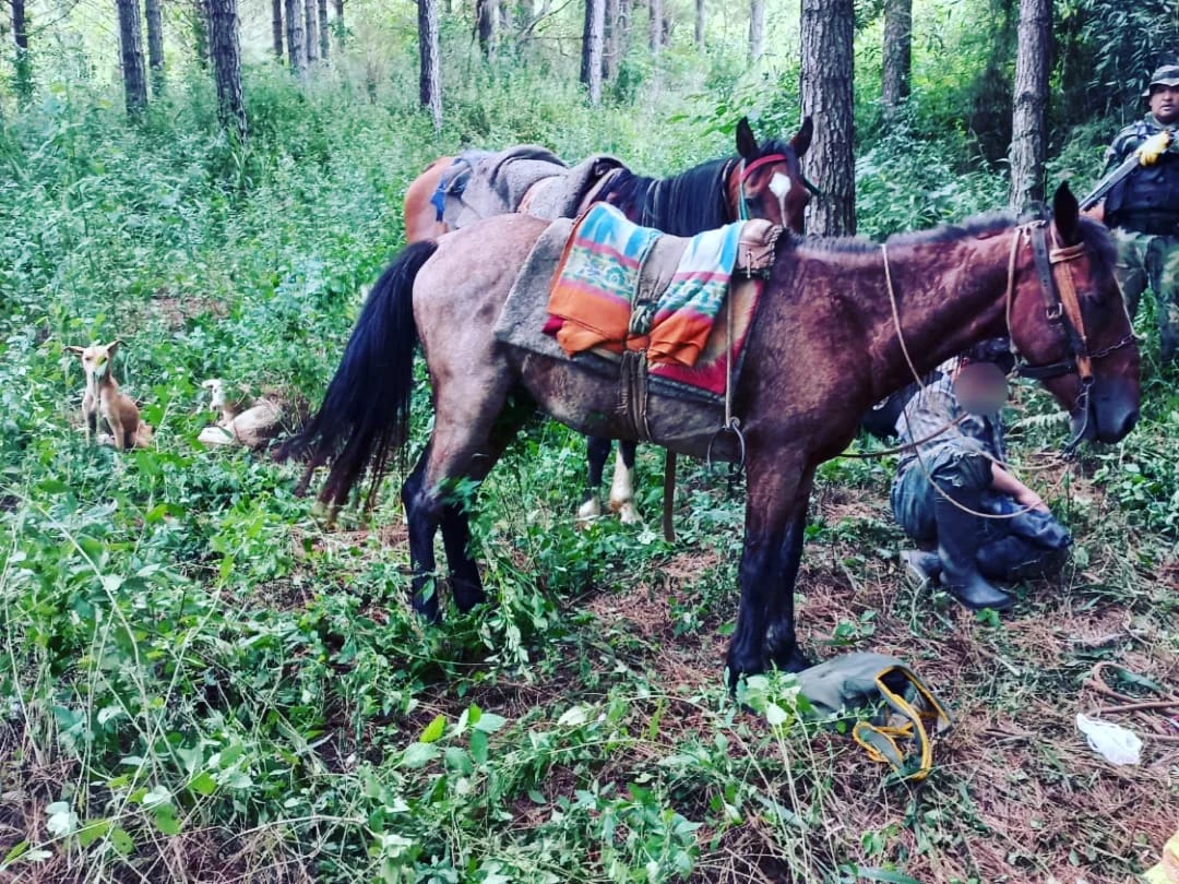 San Pedro: detuvieron a tres cazadores furtivos y desmantelaron su campamento  2 4 - cazadores furtivos 2 1 - 3