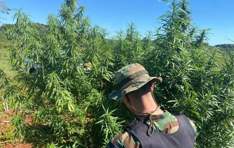 marihuana-plantas