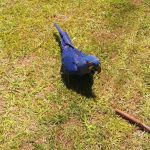 Cada vez son más los requerimientos de rescate de animales silvestres en la provincia 8 16 - rescate de animales silvestres 8 - 15