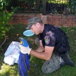 Cada vez son más los requerimientos de rescate de animales silvestres en la provincia 9 18 - rescate de animales silvestres 9 - 17