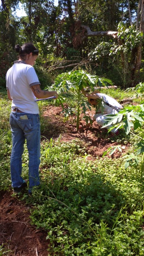 Desarrollan en Misiones una técnica de cultivo de frutas que mejora el rendimiento 3 6 - tecnica de produccion 3 - 5