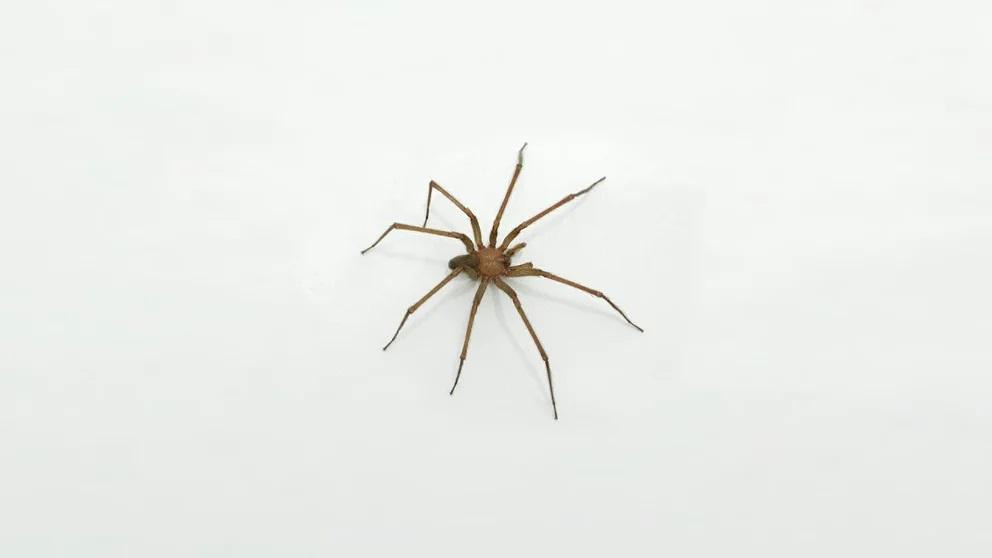 Cómo reconocer y actuar tras la picadura de la "Araña de rincón"