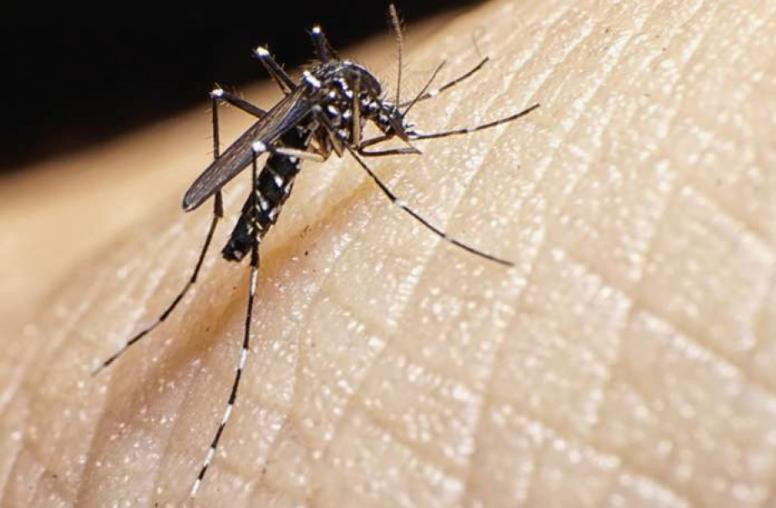 Alerta en la región: hay cerca de mil casos de chikungunya confirmados en Itapúa