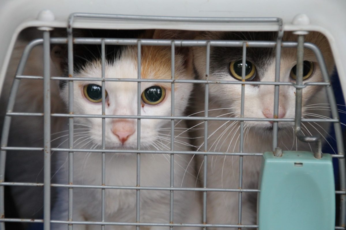 El IMuSA continúa con los operativos de sanidad animal en Posadas 