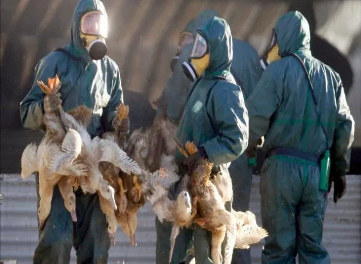 Confirman nuevos casos de gripe aviar en Argentina