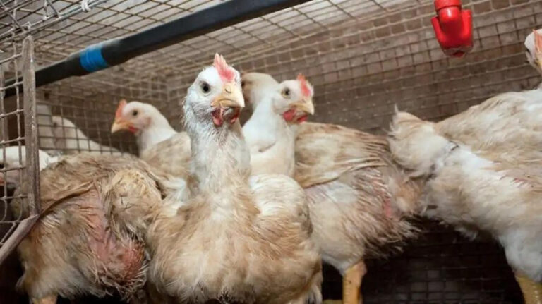 La OMS alertó que aumentó la transmisión de la gripe aviar a seres humanos