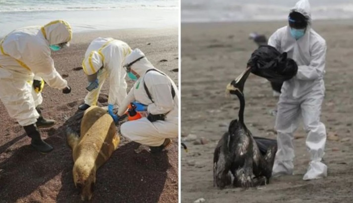 Perú reportó la muerte de 585 lobos marinos y 55.000 aves por gripe aviar