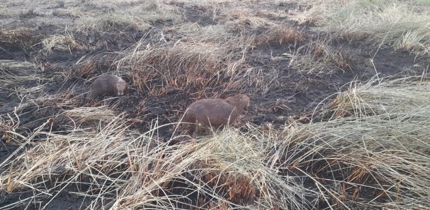 incendios en el ibera 2 - 3