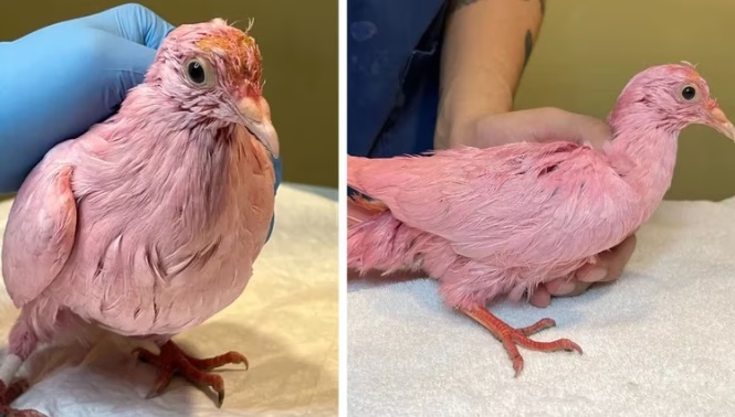 Rescataron a una paloma desnutrida y teñida de rosa, usada en una fiesta de revelación de género