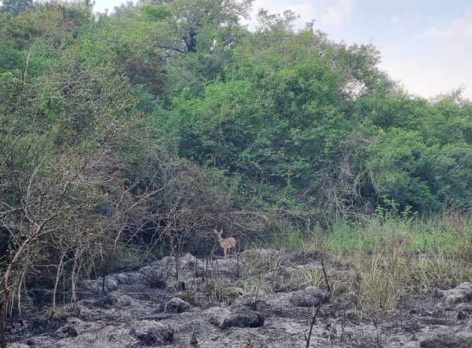 Se incendia el Iberá: fuertes imágenes de cómo quedó el portal Carambola