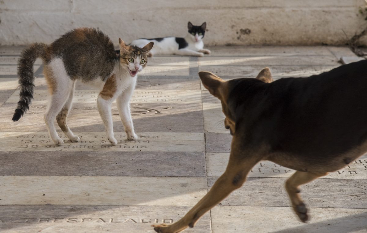 Revelan el motivo por el que los perros tienden a perseguir a los gatos
