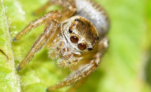 Aranña scaloneta