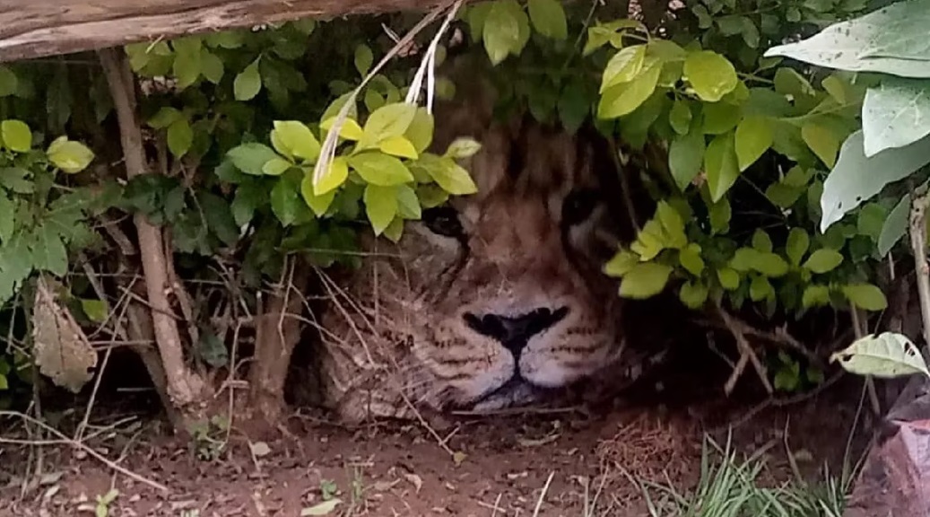 Insólito: llamaron a la policía porque vieron un león entre los arbustos y descubrieron que era una bolsa