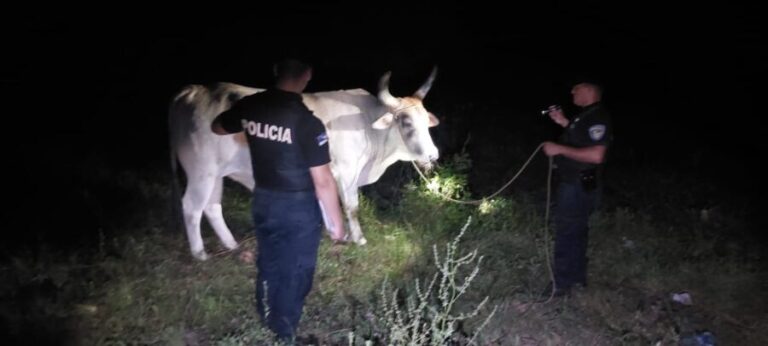 Policías evitaron que le roben los bueyes a una agricultora en Mojón Grande