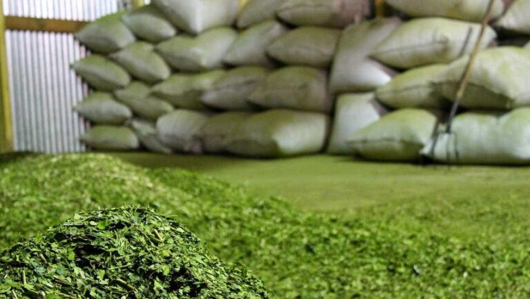 El consumo interno y las exportaciones de yerba superaron los 29 millones de kilos en marzo