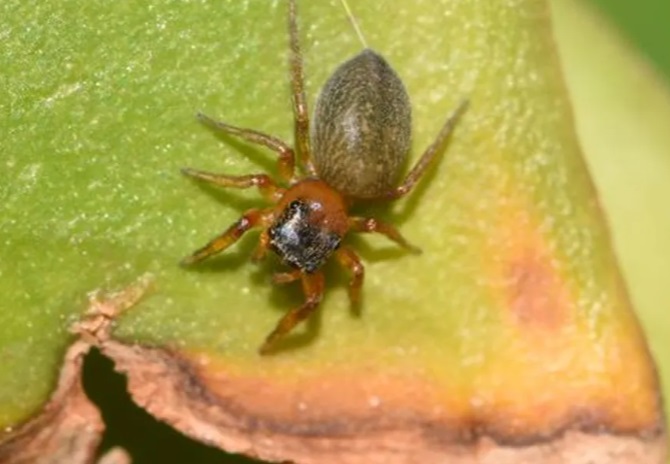 Descubrieron una nueva araña saltarina en Misiones y la llamaron “Scaloneta” 1 2 - arana scaloneta - 1