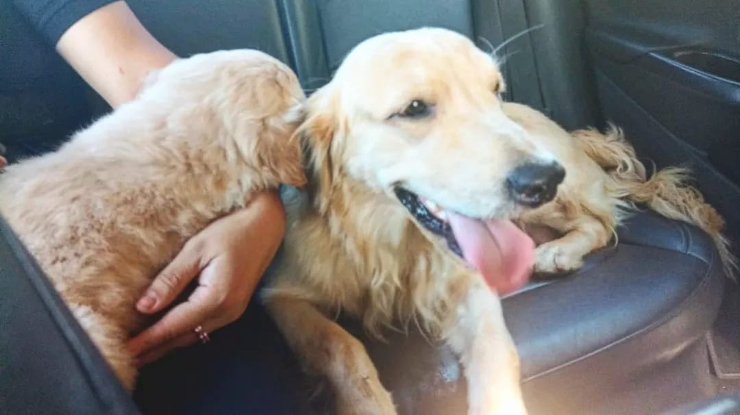 Posadas: policías recuperaron a dos labradores que fueron robados de una vivienda 2 4 - dos labradores 1 - 3