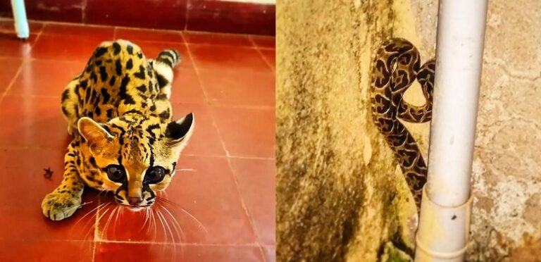 Policías resguardaron a un gato onza en Mártires y una serpiente yarará en Garupá