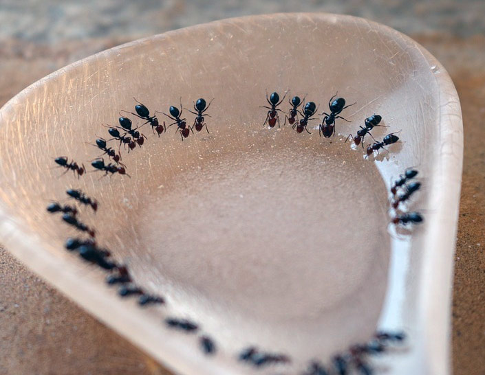 Relevan cómo eliminar a las hormigas con polvo de hornear