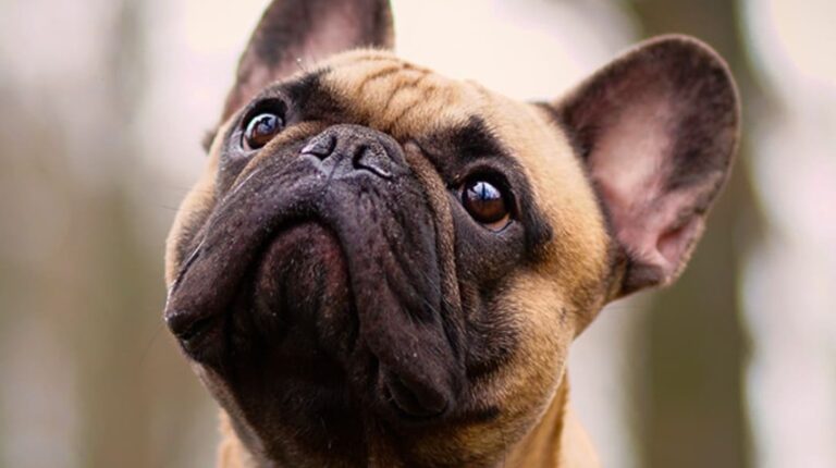 Fin de un reinado: el bulldog francés destronó al labrador como el perro más popular