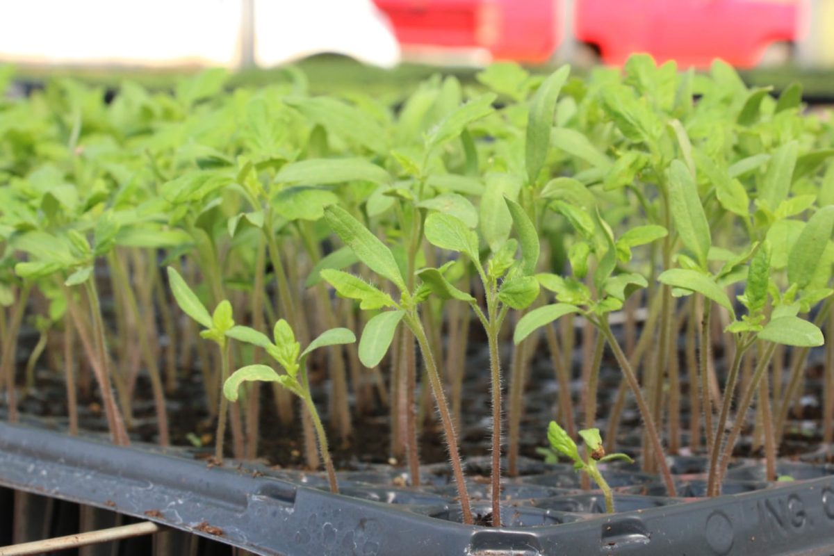 Gobernador Roca: apuestan al crecimiento de la producción hortícola