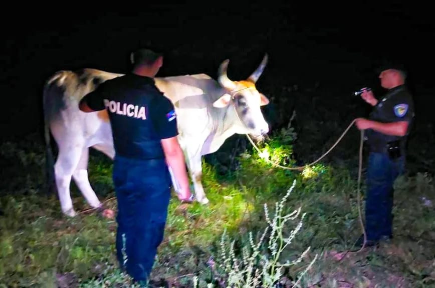 Gobernador López: recuperaron una vaca robada tras patrullajes rurales