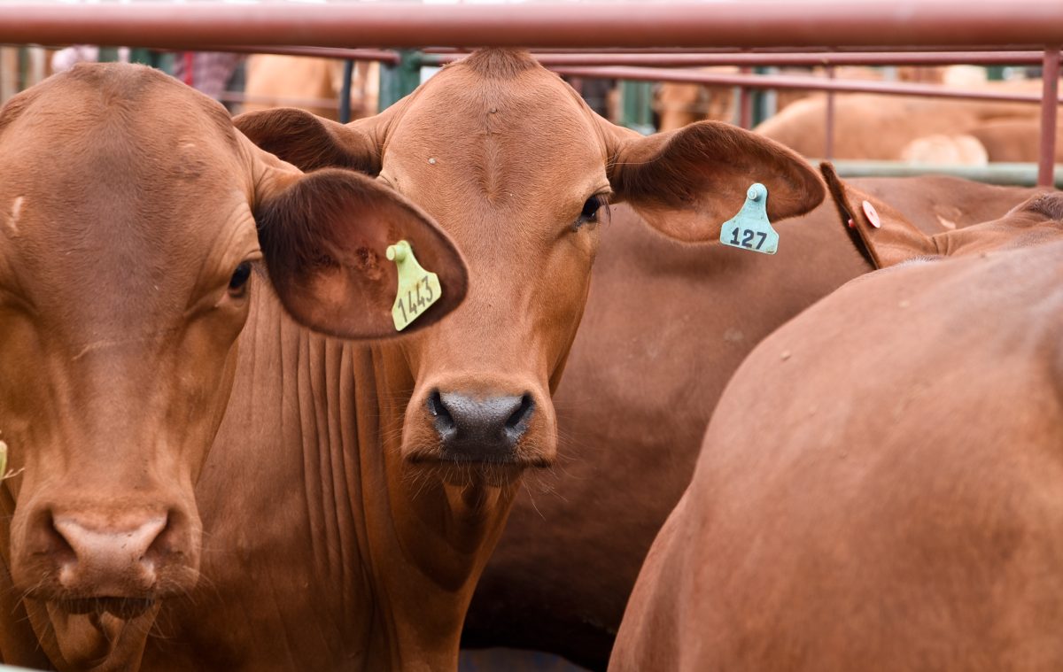 Con más de 1.200 cabezas realizaron un nuevo remate ganadero en Montecarlo