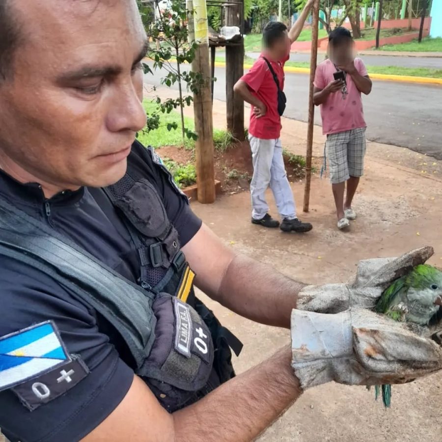 rescate de animales 1 - 1