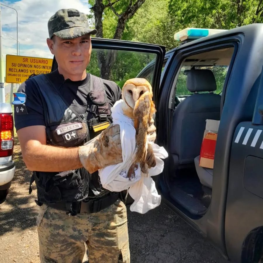 rescate de animales 3 - 5